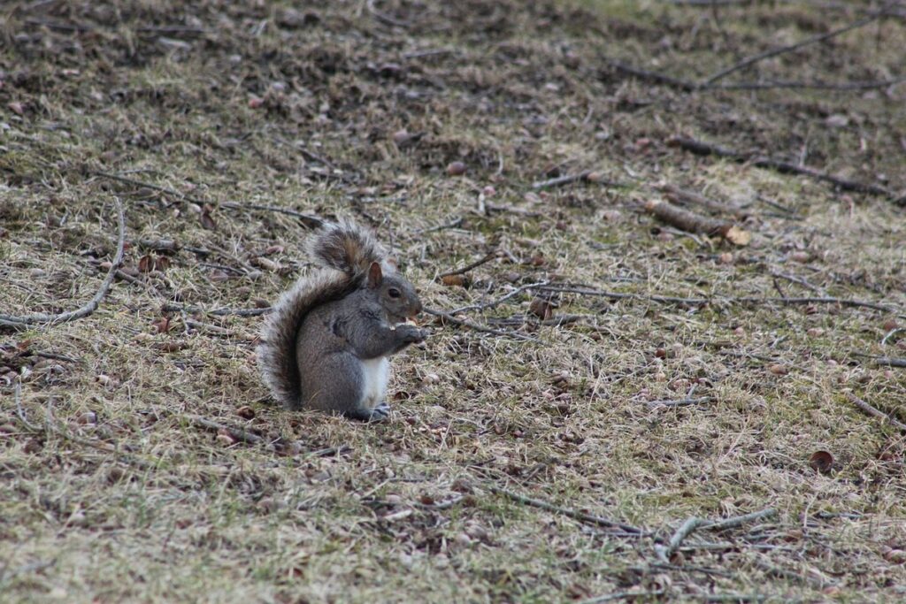 what animals eat grubs