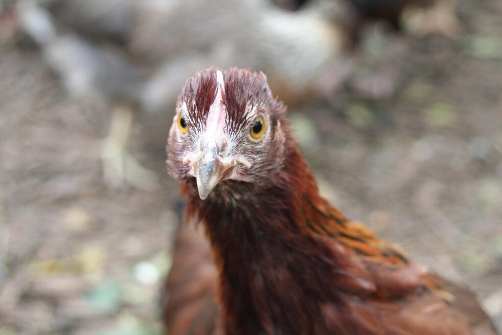 aquila pullet