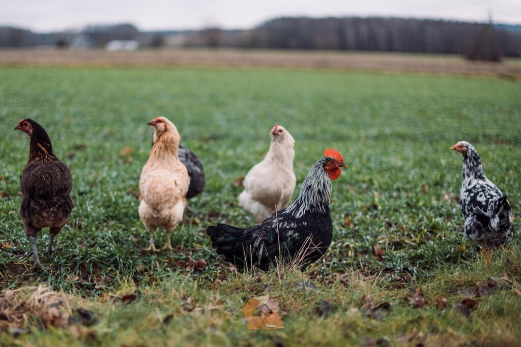 araucana chicken breed