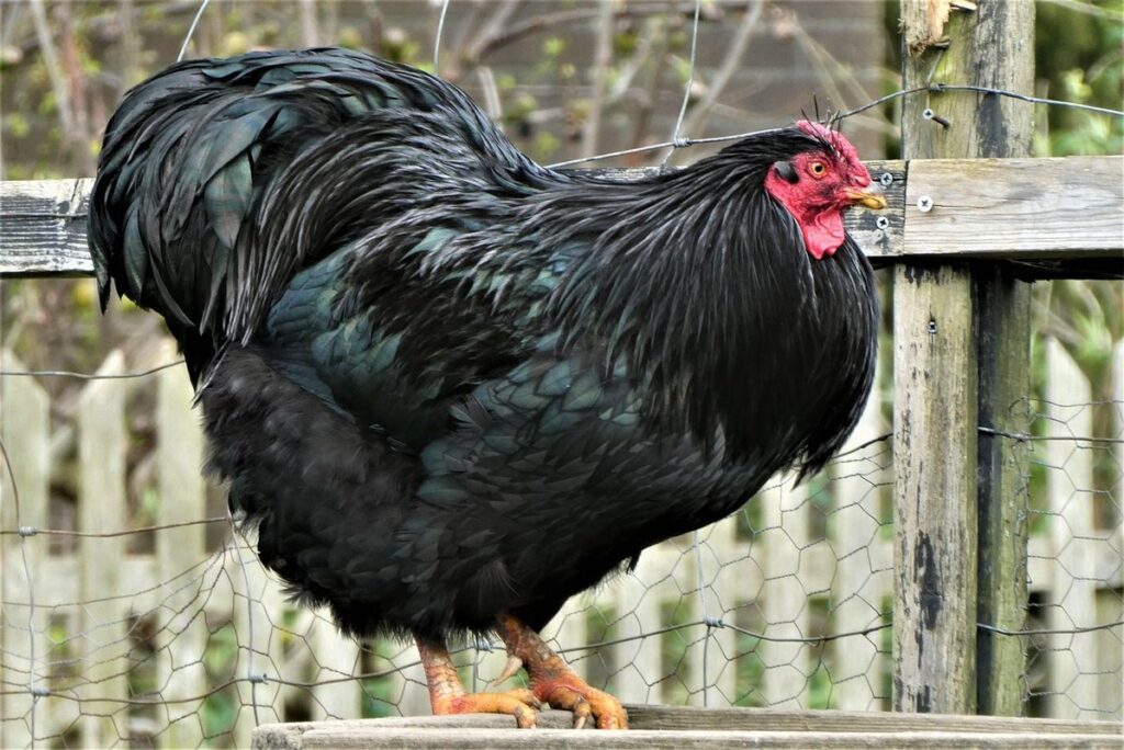 australorp chicken temperament