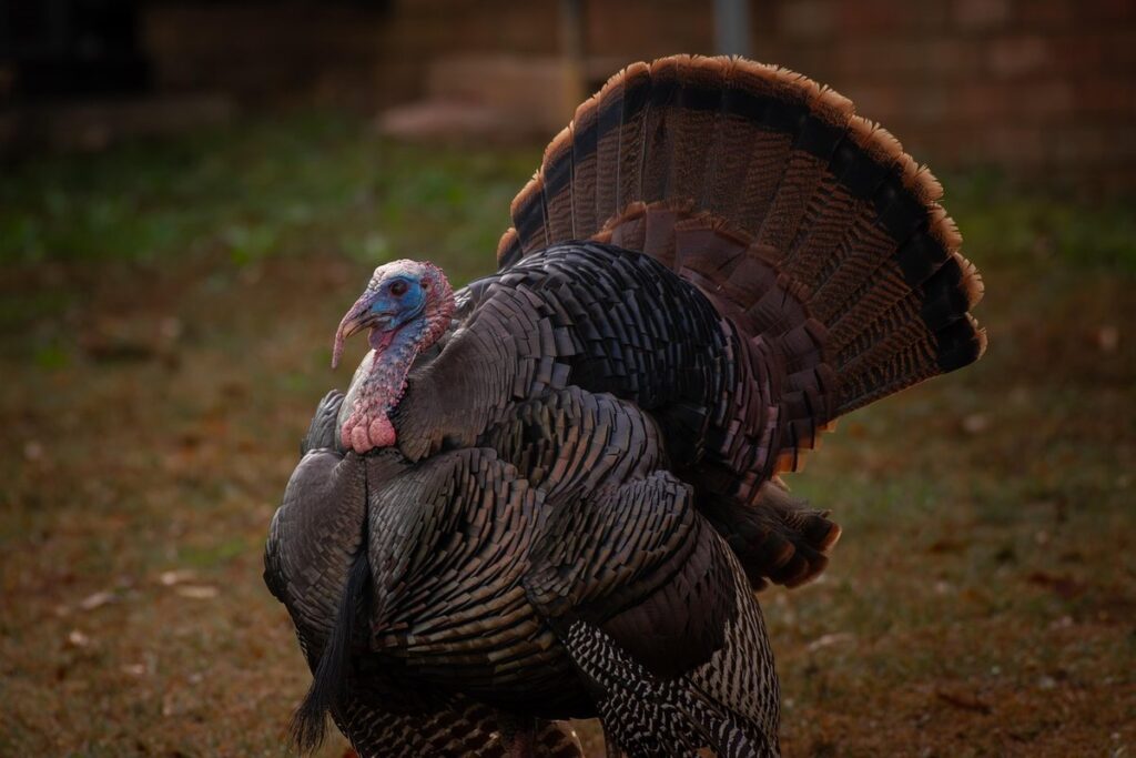 avian influenza virus in poultry