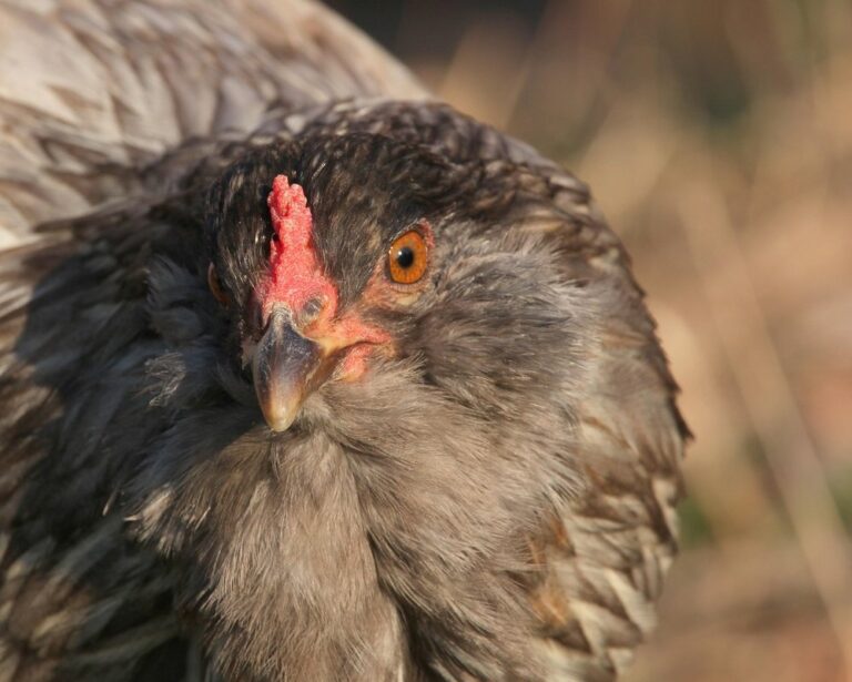 azure egger chicken