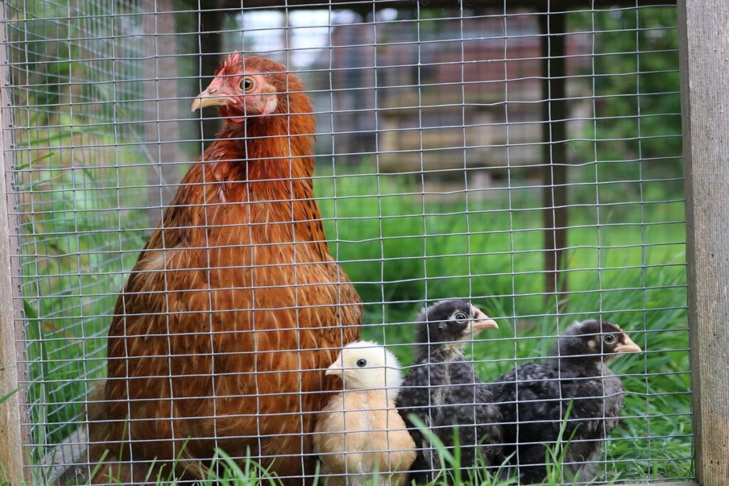 bantam cochin chick colors