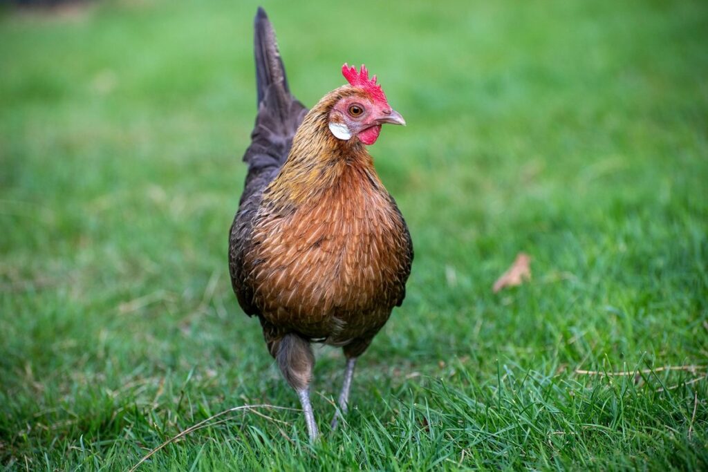 bantam chicken