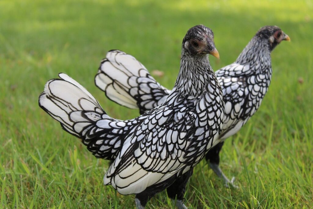 bantam chicken species
