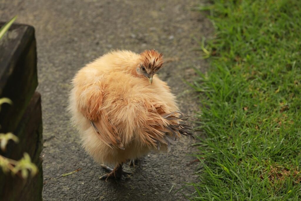 types of bantam chickens