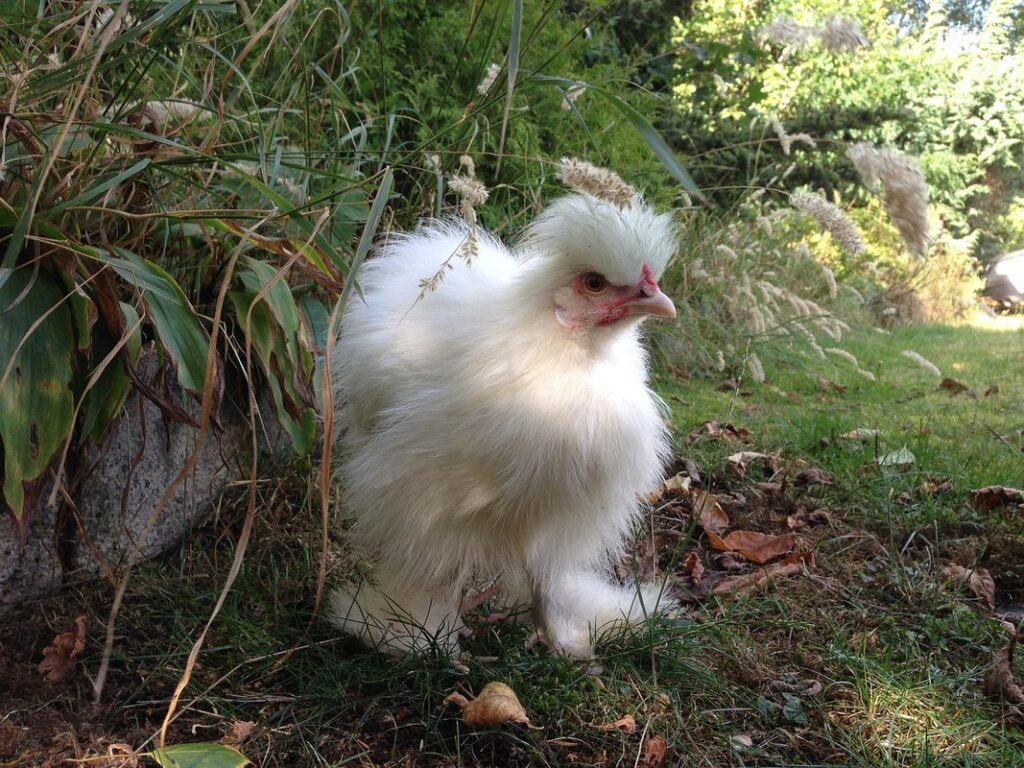 types of bantam hens
