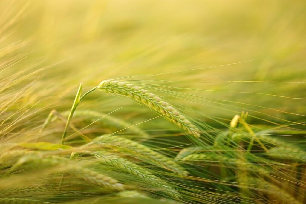 barley seeds for fodder