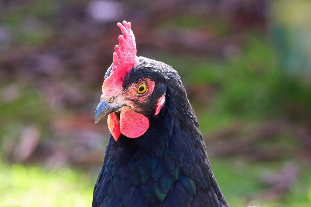 blue double laced barnevelder chickens