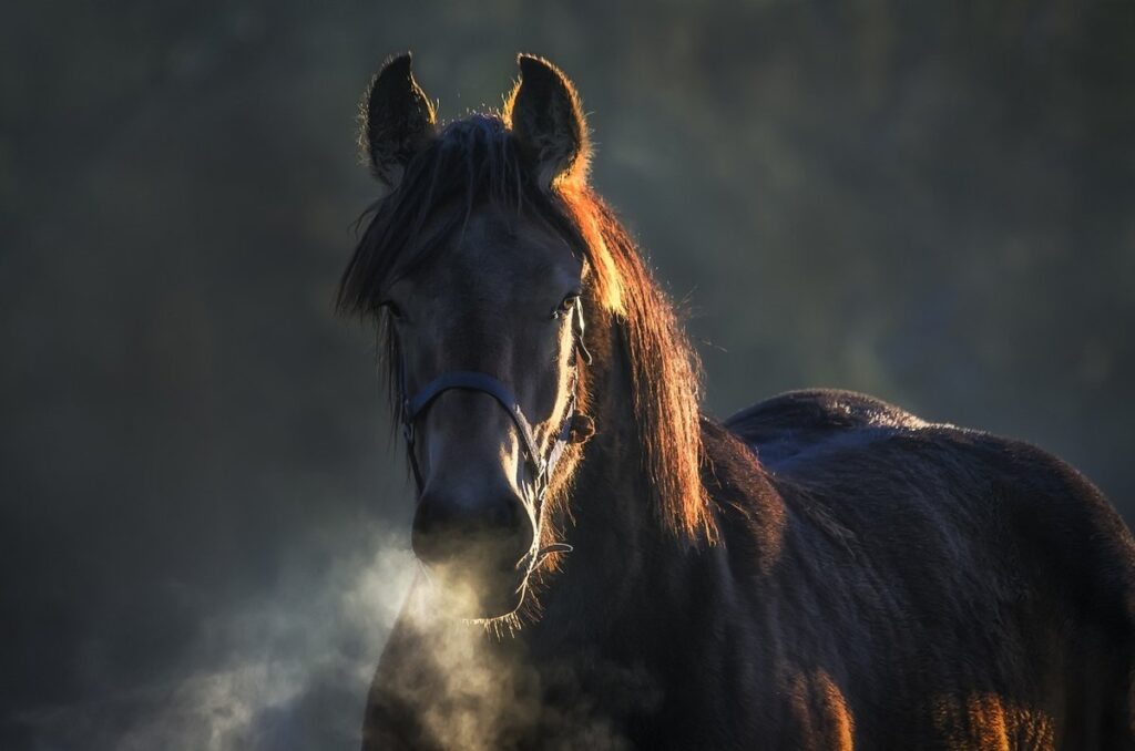 belgian bearded d'anvers