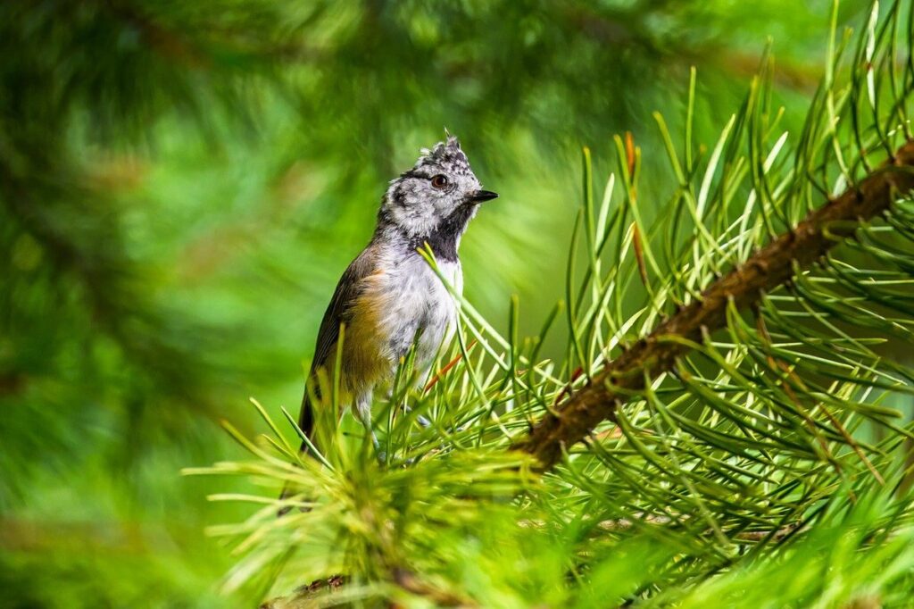 chick won't stop chirping