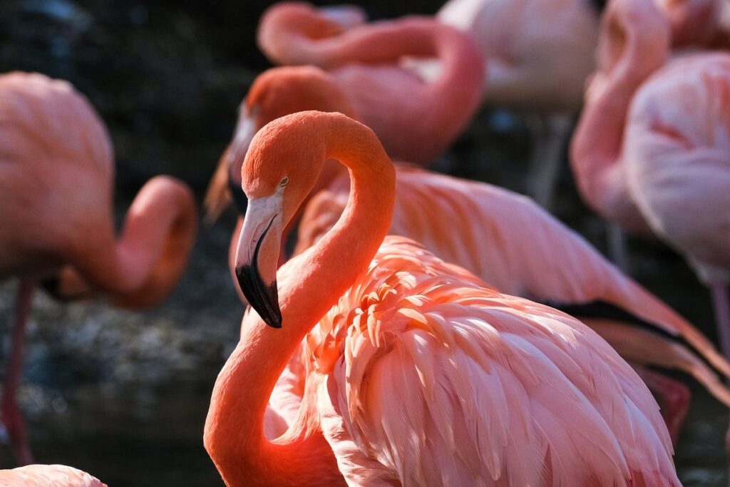 bird illnesses and symptoms