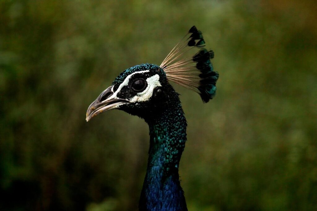 how to care for peafowl