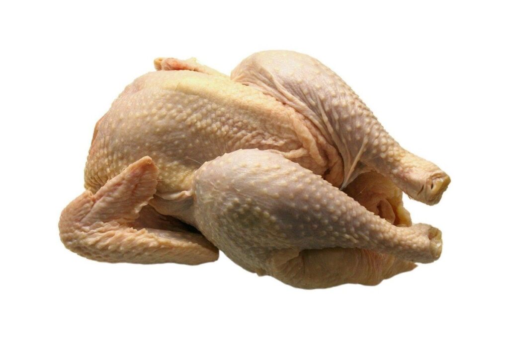 red broiler chicks