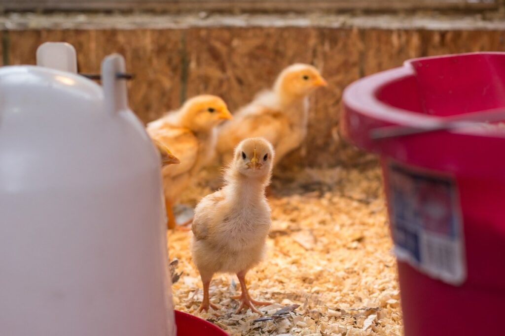 brooder in coop