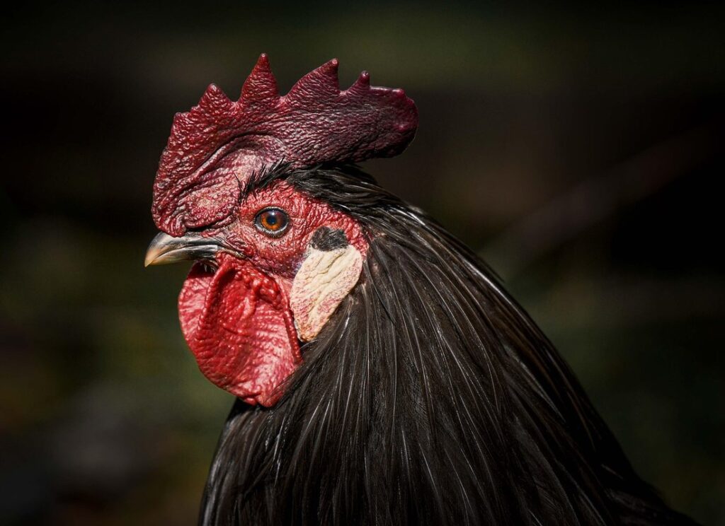 when do hens go broody