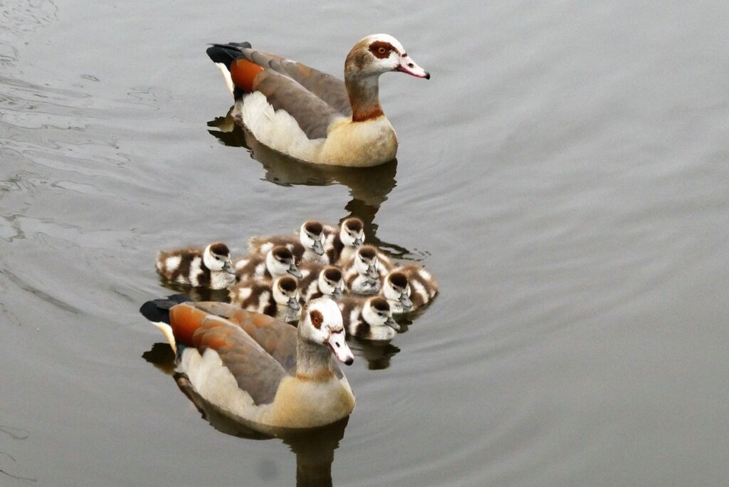 brown chinese geese