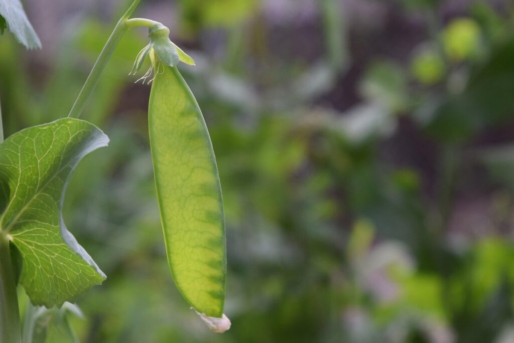 bulk peas