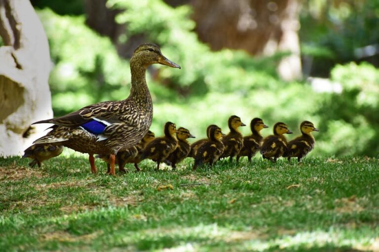 caring for wild ducks