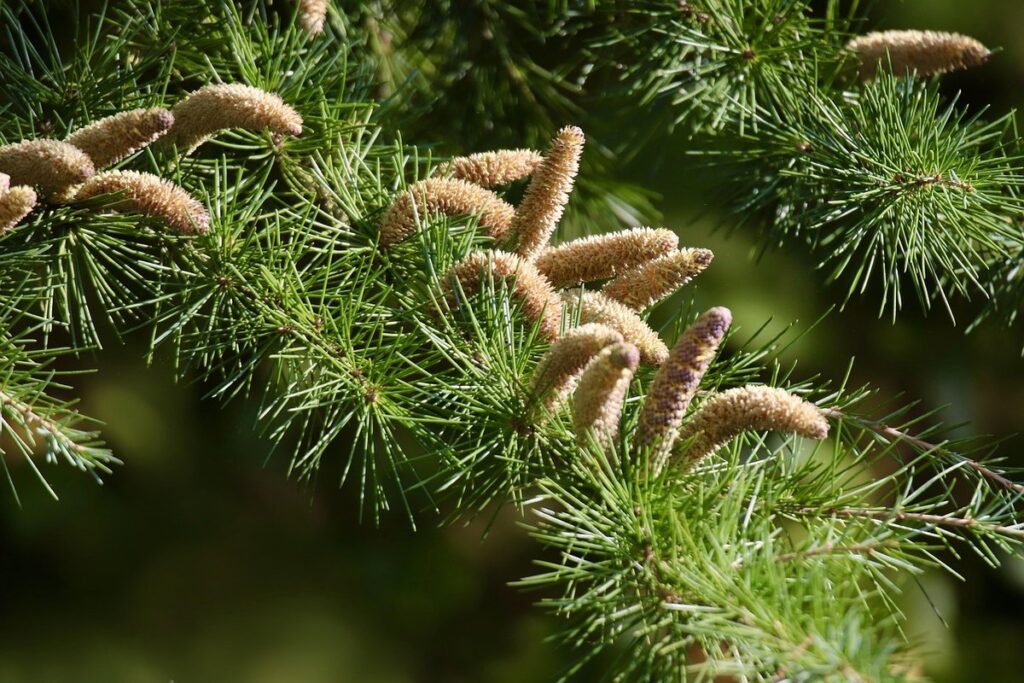 can you use cedar bedding for chickens