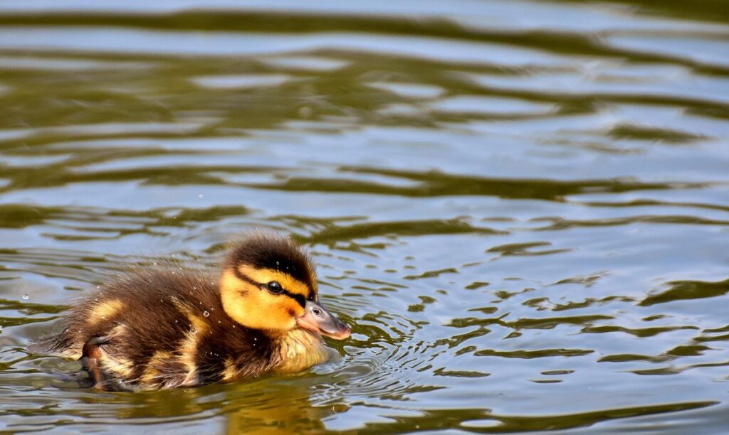 chick feather development