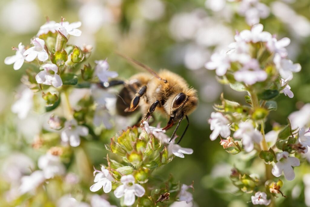 is thyme good for chickens
