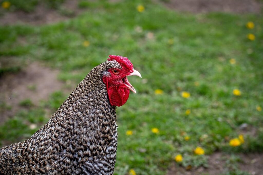heritage breed conservation for backyard keepers