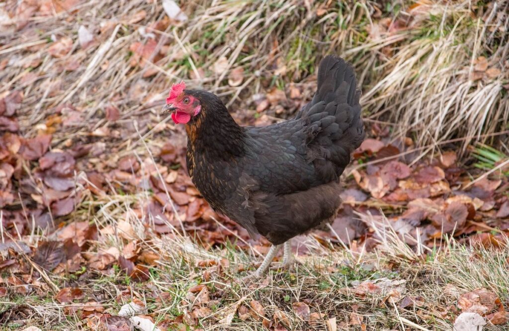 how to breed chickens