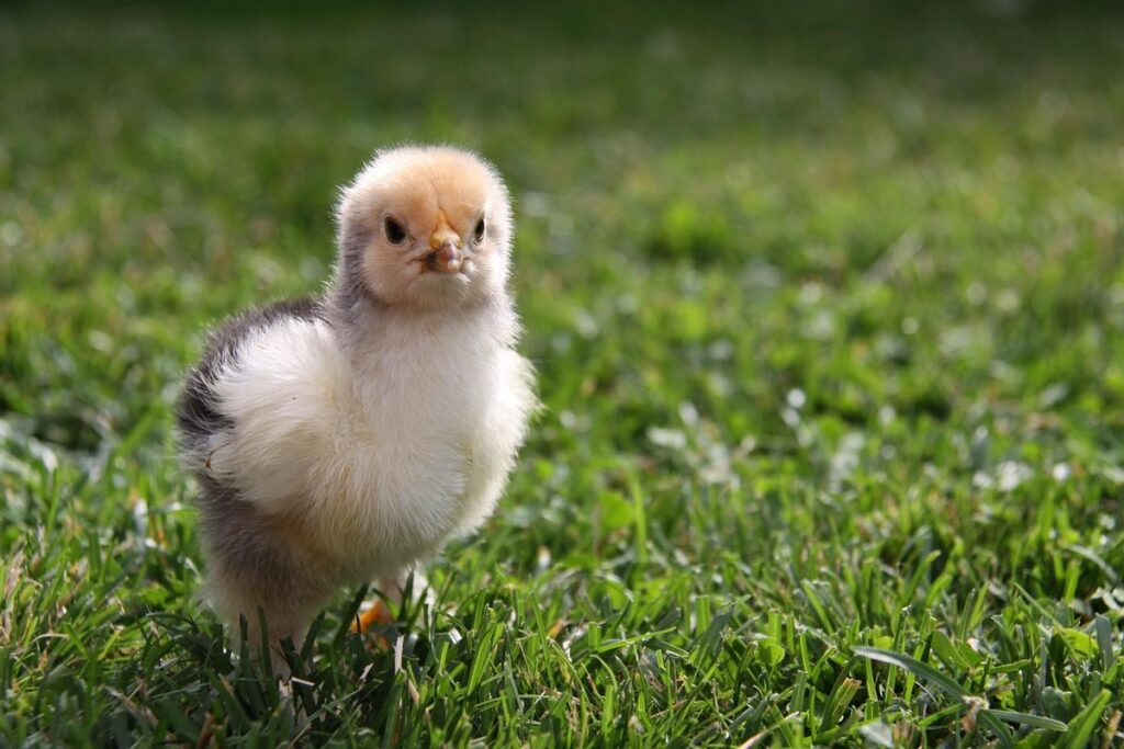 chicken breeds brahma