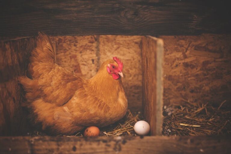 chicken coop add ons
