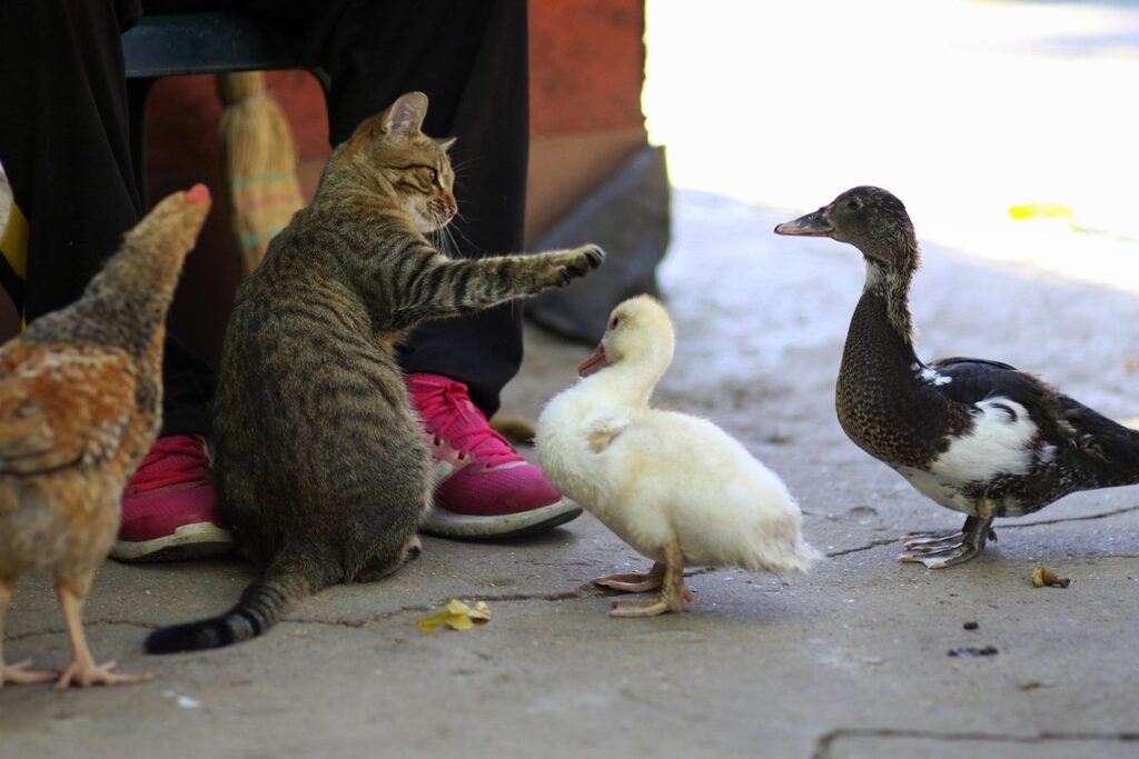 chicken duck food