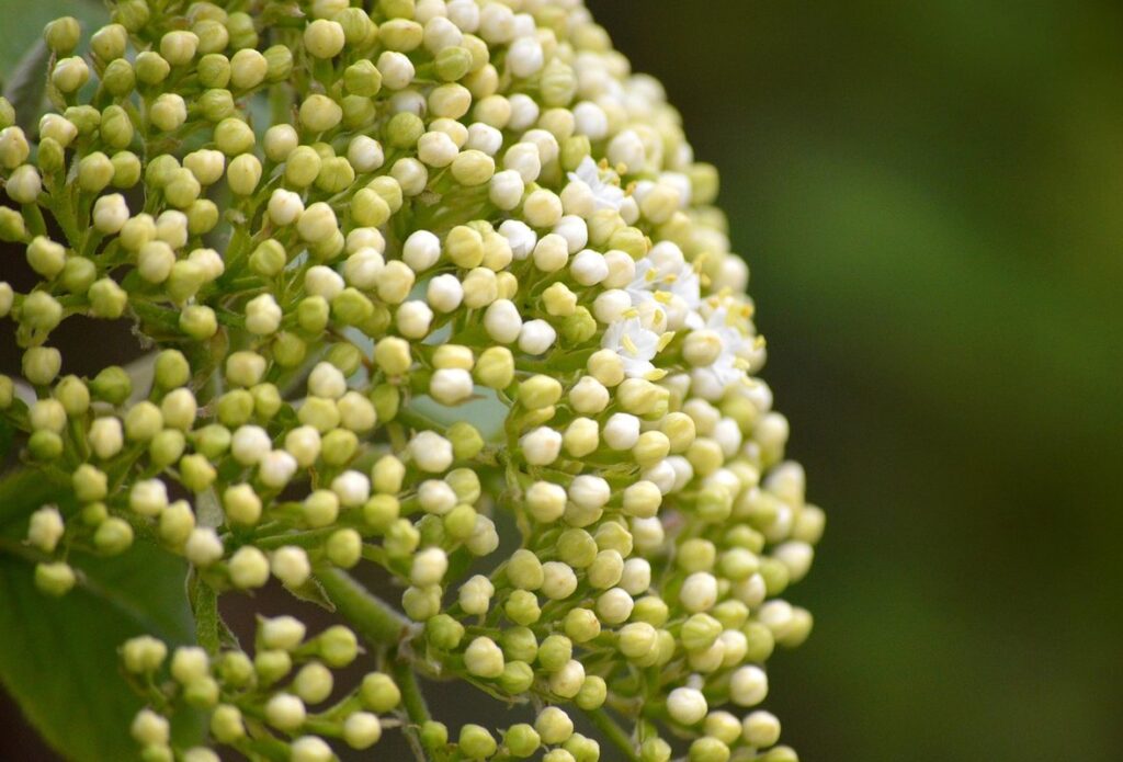 can chickens eat elderberries