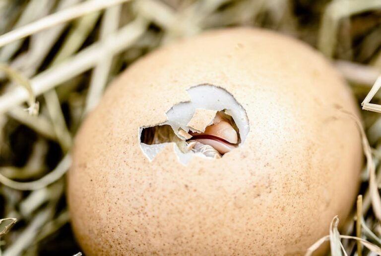 gestation of chicken eggs