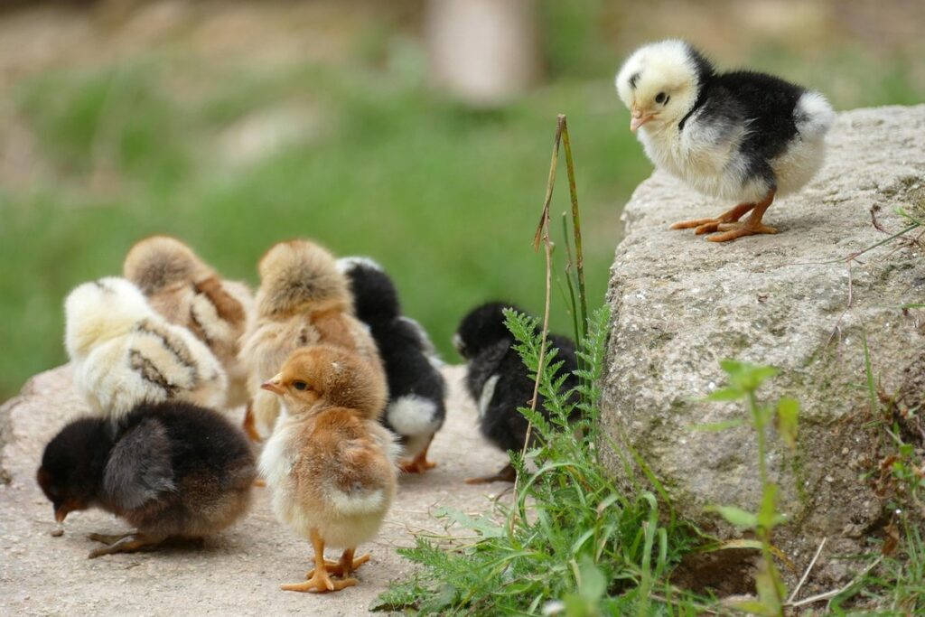 poultry farming for beginners