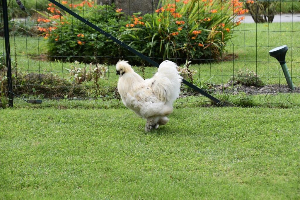gifts for chicken farmers