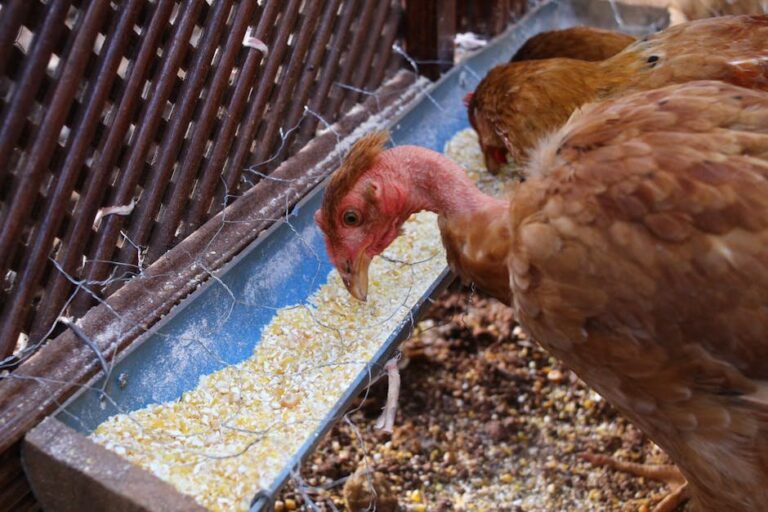 chicken food for chickens