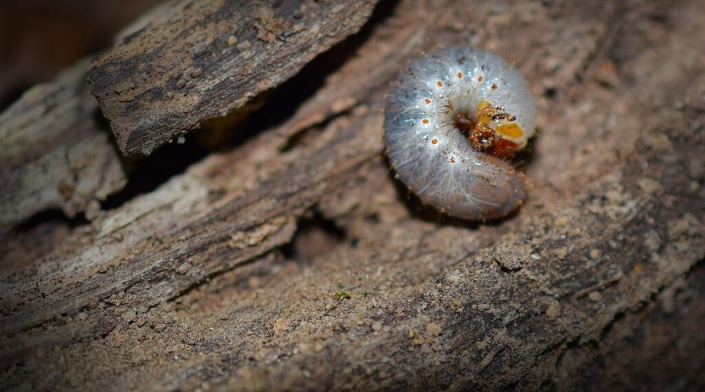 best grubs for chickens