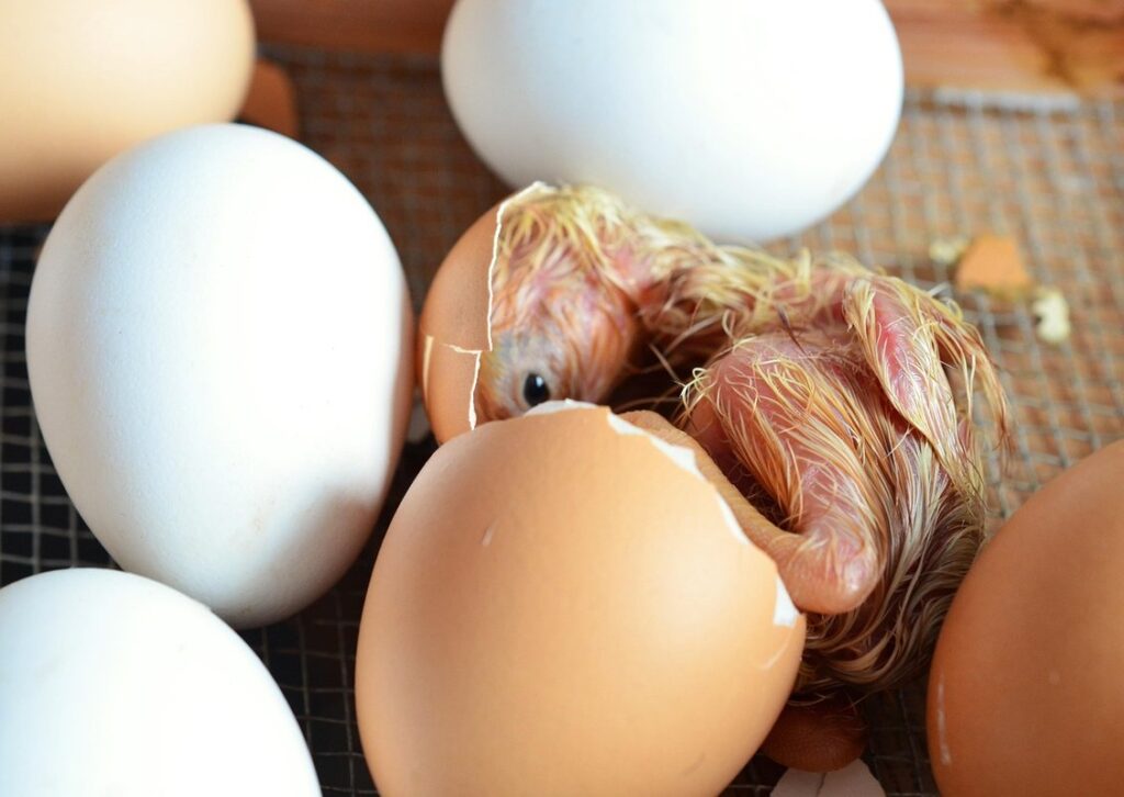 chicken hatch temp