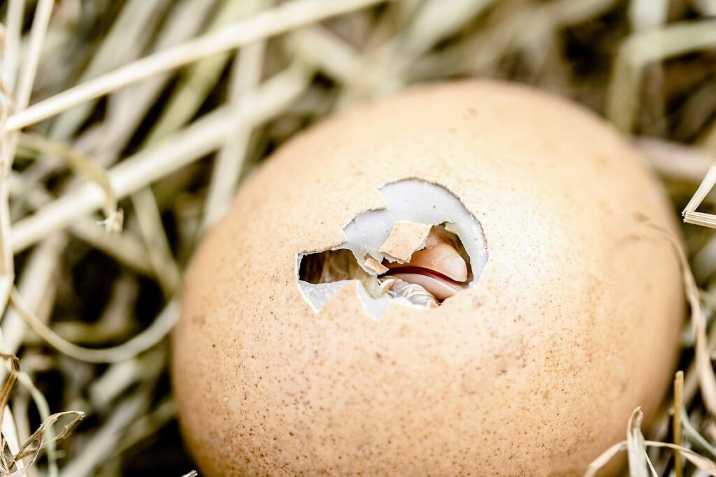rhode island red chicken hatching eggs