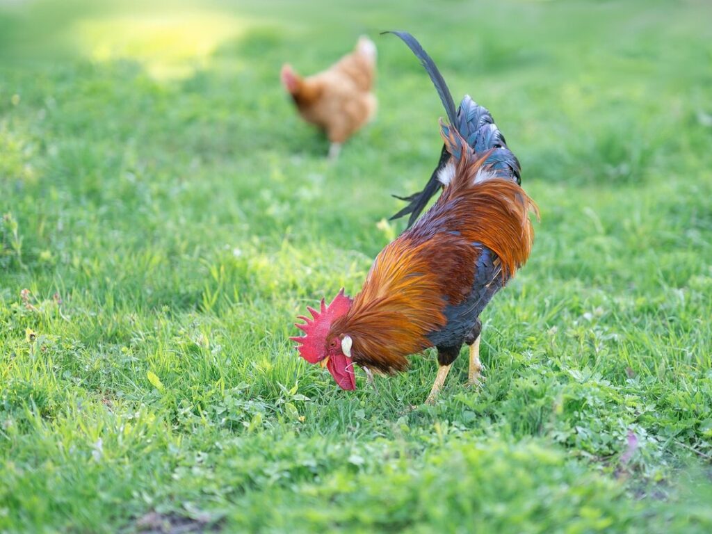 chicken peck
