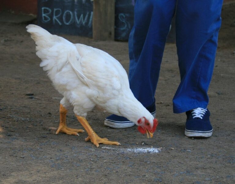 pecking behavior in chickens