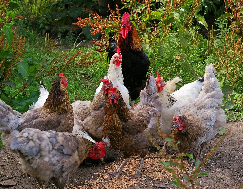 chicken run size