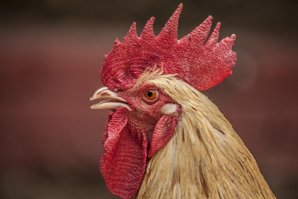 chicken wattles
