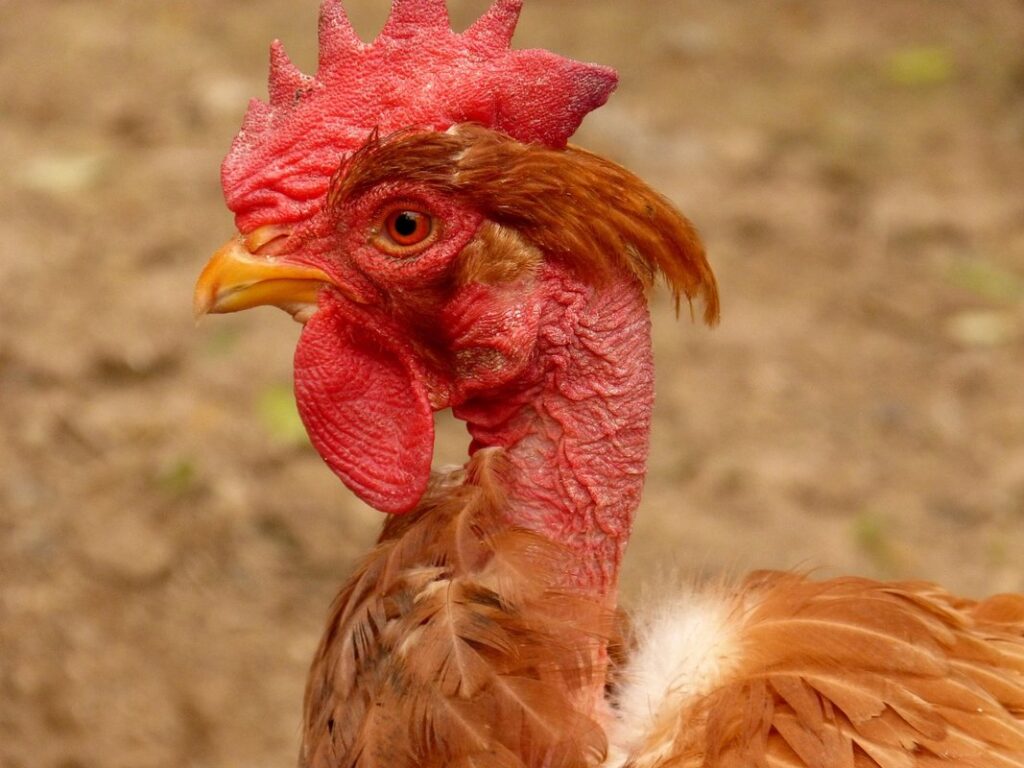 what toxins cause wry neck in chickens