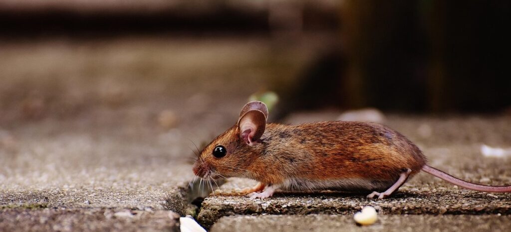 do chickens attract mice