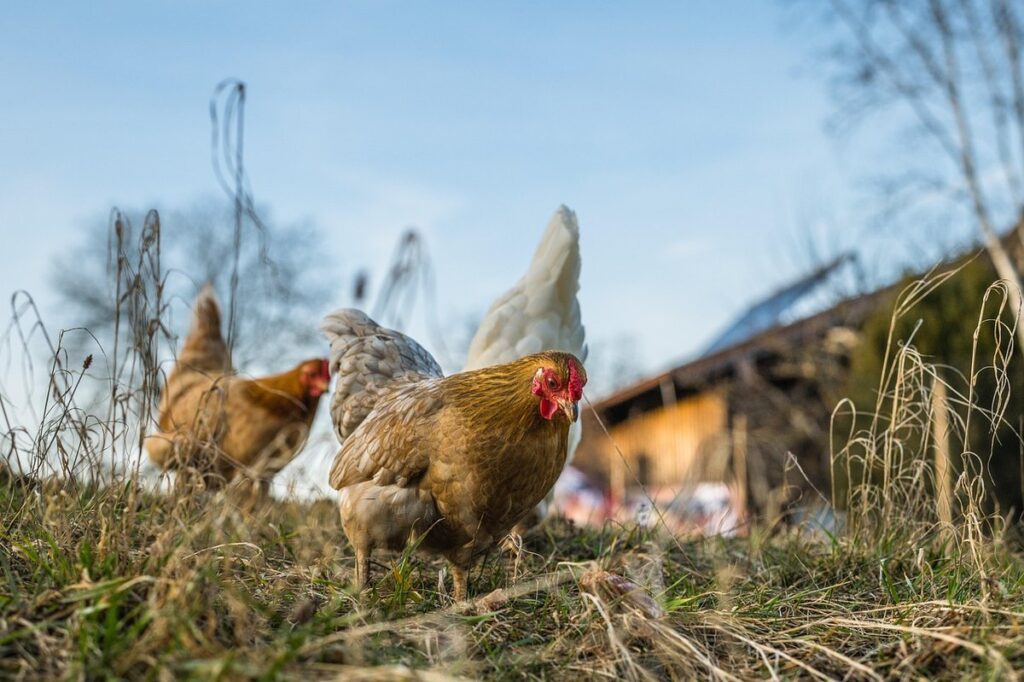 at what age can chickens go outside