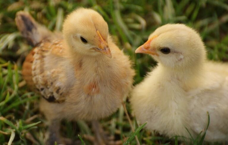 chicks week by week pictures
