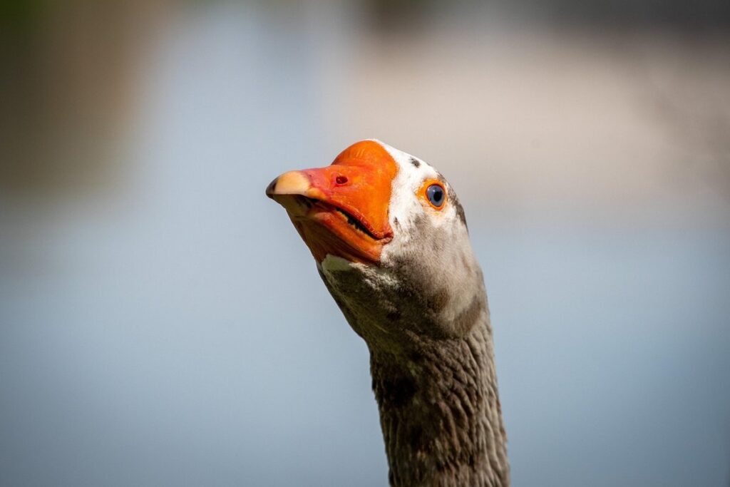 chinese goose breeds