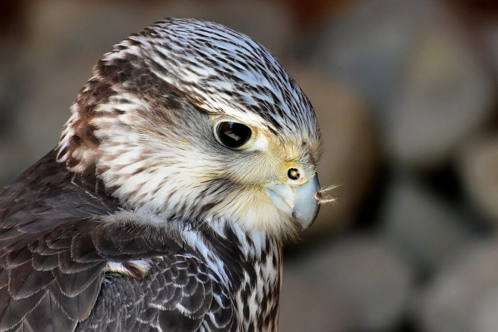 clipping poultry wings