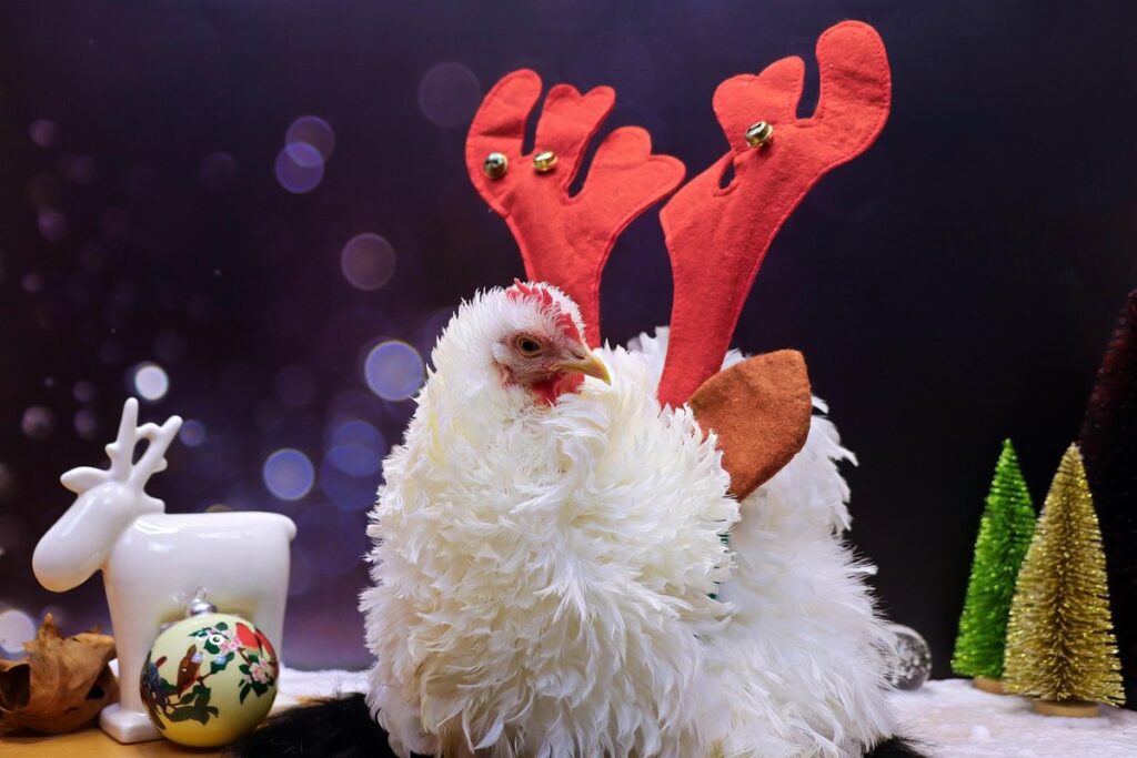 cochin chicken breeds